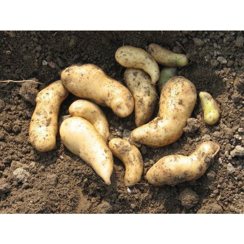 KROMPIR SEMENSKI KIFELJČAR BELI