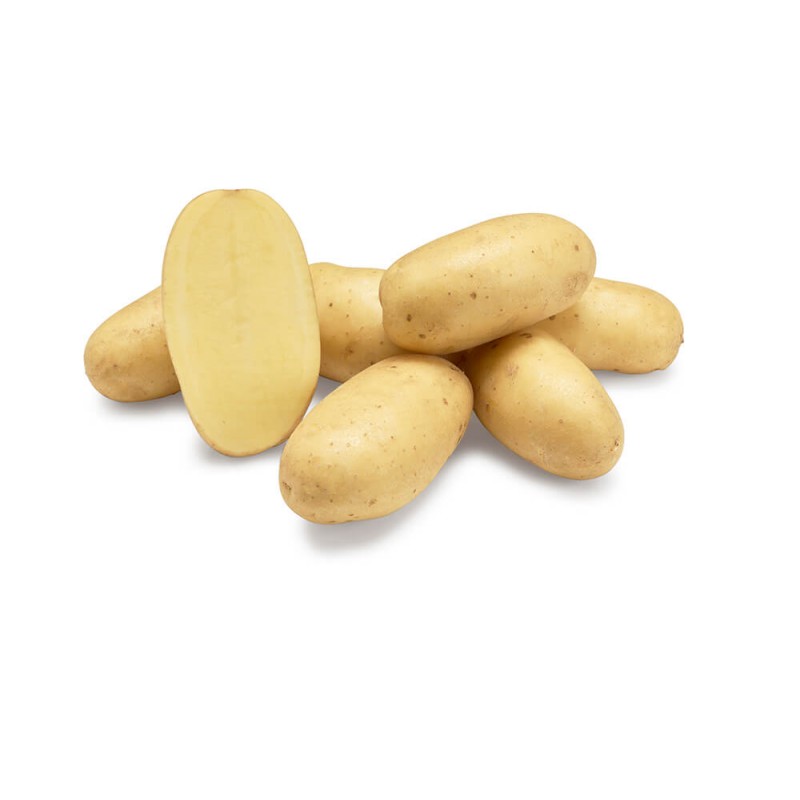 KROMPIR SEMENSKI LEVANTE A35/55 5KG