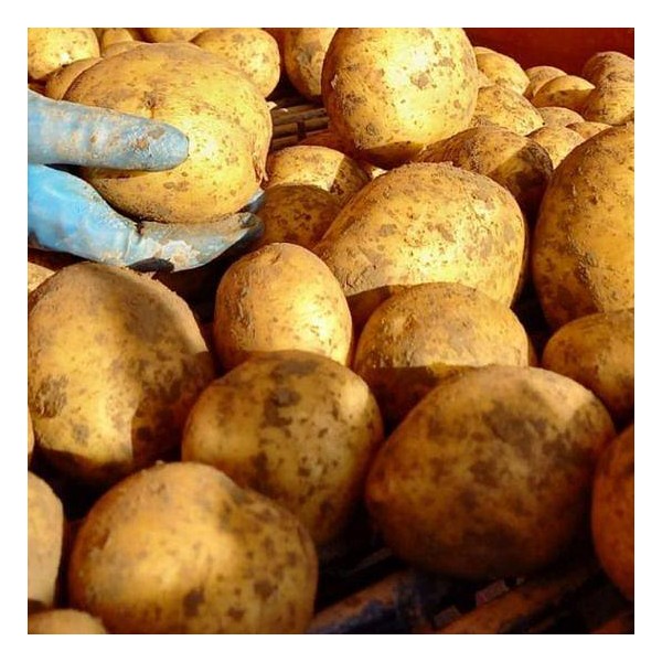 KROMPIR SEM.CAMELIA A 35/55 25KG