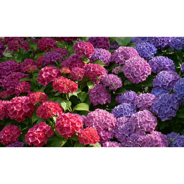 GNOJILO ZA HORTENZIJE